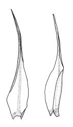 Dicranoloma robustum “integrifolium” growth form, leaves. Drawn from G.O.K. Sainsbury 590, CHR 541110.
 Image: R.C. Wagstaff © Landcare Research 2018 